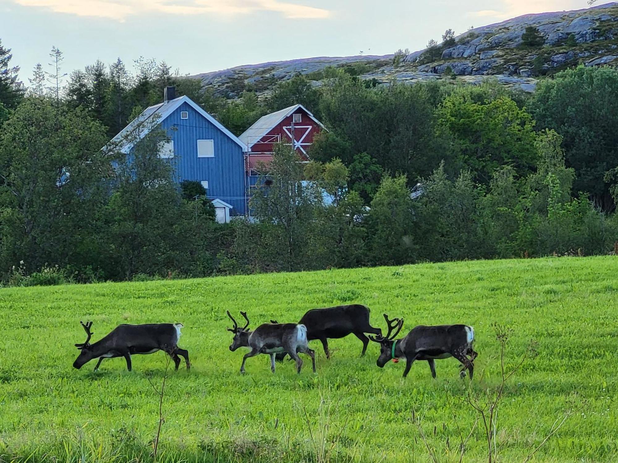 Paul'S House Villa Saltstraumen ภายนอก รูปภาพ